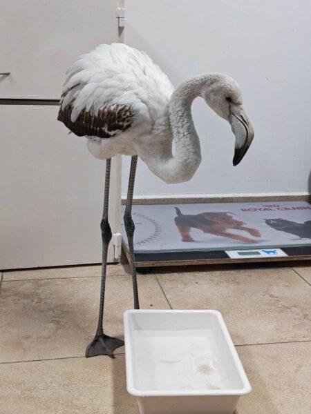 Спасено е фламинго в района на село Братово след подаден сигнал в РИОСВ - Бургас - 01