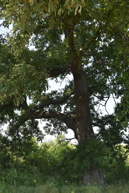 Нови четири вековни дървета са обявени за защитени - 01