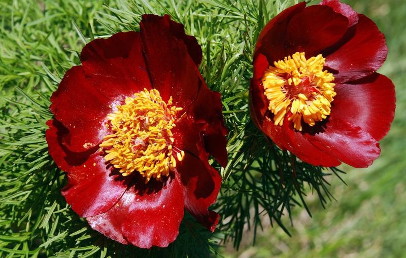 Забранява се събирането на 24 вида лечебни растения от естествените им находища - 01