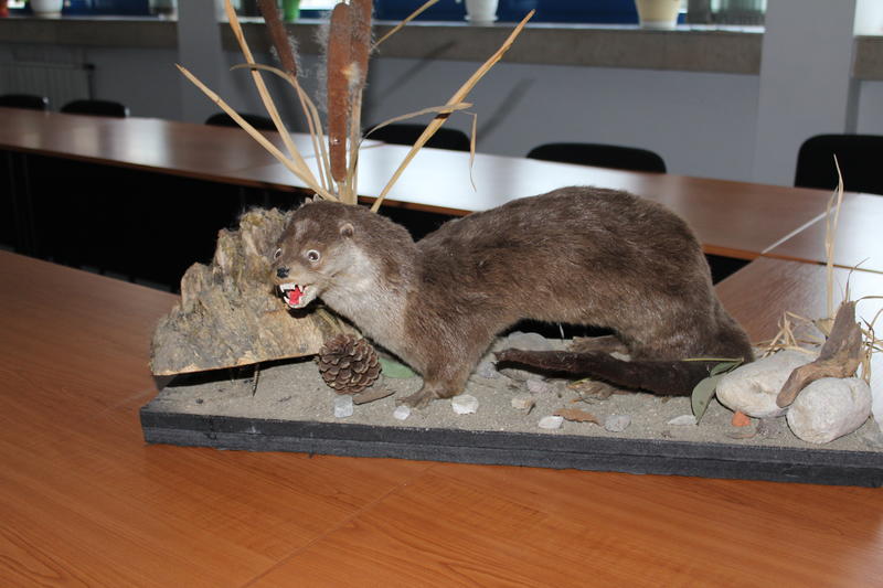 РИОСВ – Смолян конфискува препарирани екземпляри от защитени видове - 01