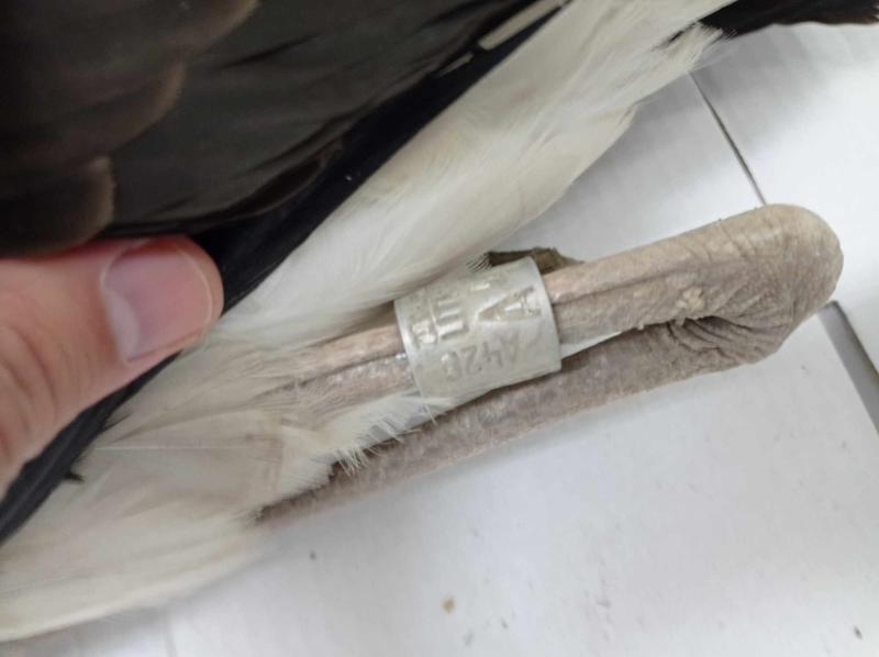 Експертите на РИОСВ - Русе изпратиха опръстенен черен щъркел в спасителен център - 01