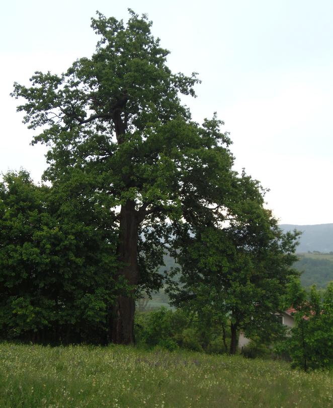 Minister Lichev declared a 300-year-old tree under protection - 01