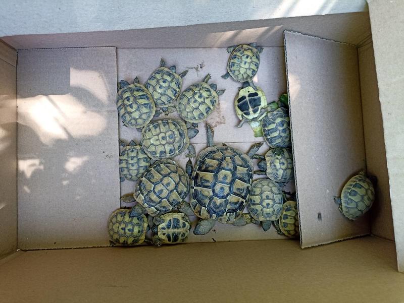 Експерти на РИОСВ – Монтана иззеха 27 незаконно отглеждани костенурки - 2