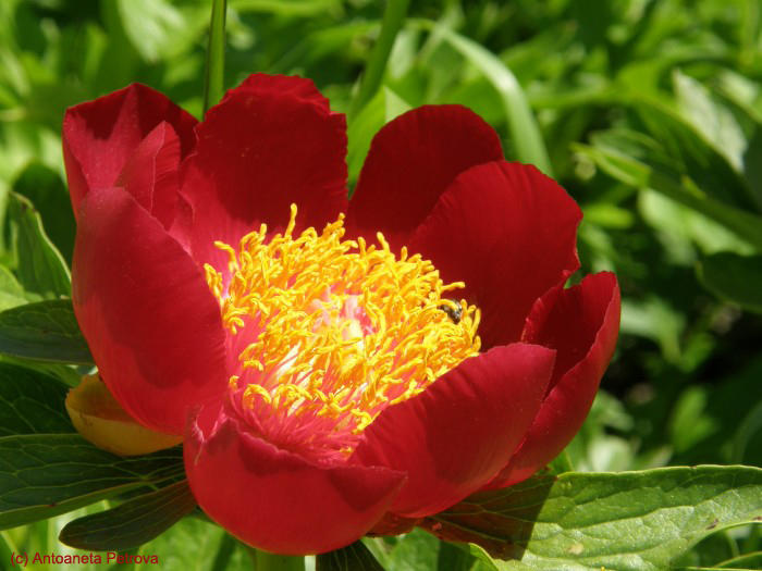 On June 24th we celebrate Medicinal Plants Day - 4