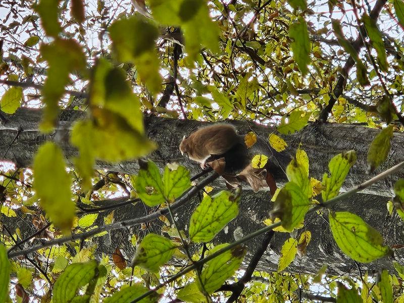 Експерти на РИОСВ Шумен  извършиха мониторинг на сънливците в с. Иваново - 01