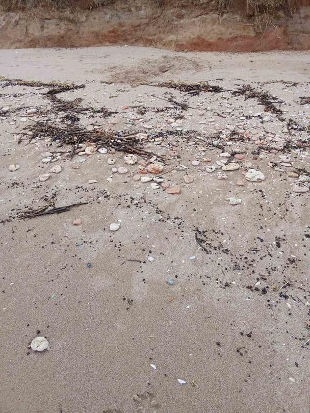 РИОСВ-Варна извърши проверка на плажната ивица край село Езерец, община Шабла - 01