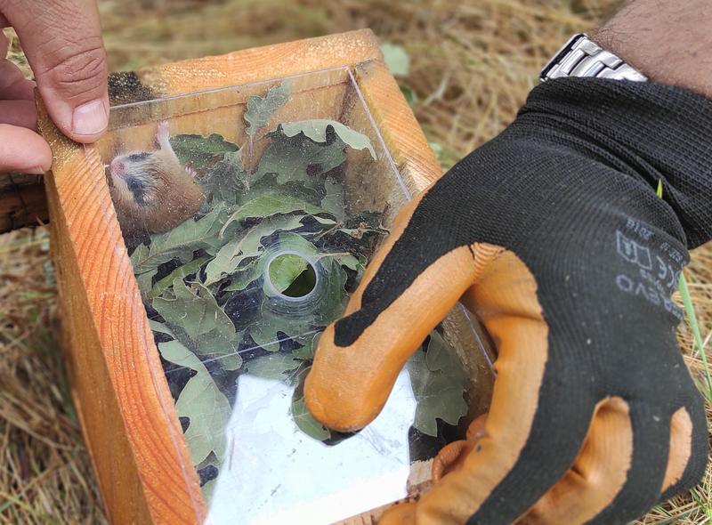 Dormice observation houses are being installed in 43 locations across the country as part of a new monitoring methodology - 3