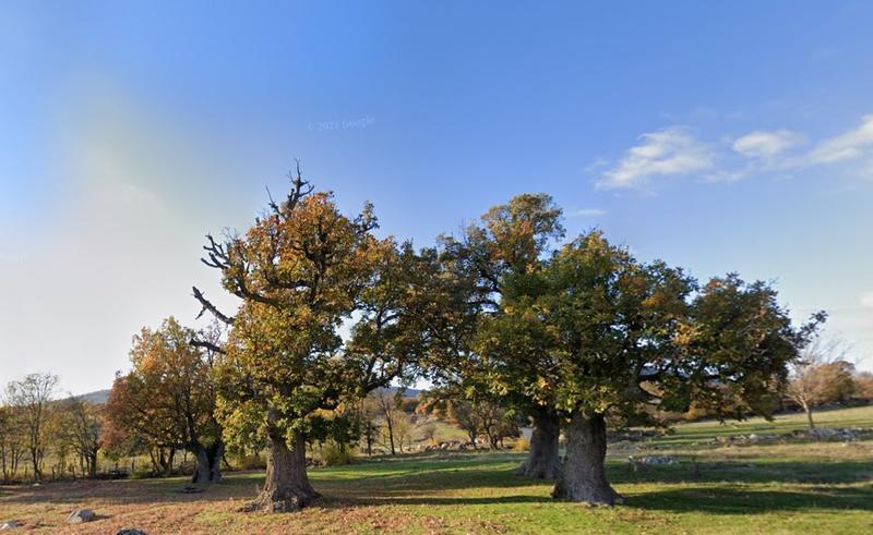 Седем вековни дървета са обявени за защитени в село Чобанка, община Момчилград - 01