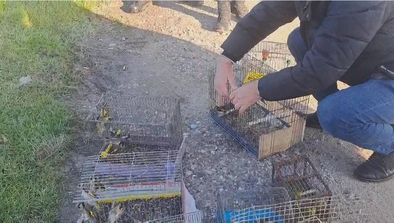 РИОСВ – Пловдив предотврати незаконна търговия със защитени диви птици през почивните дни - 01