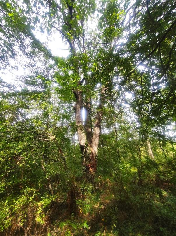 Century-old tree in the municipality of Provadia was declared protected - 01