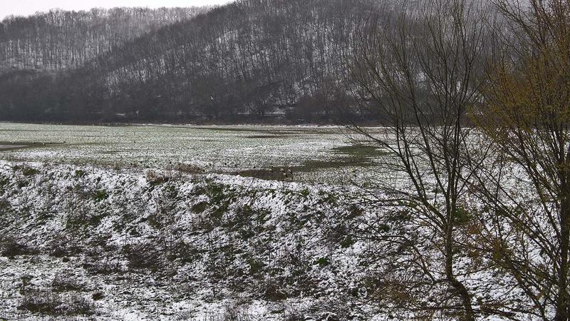 Няма бедстващи щъркели на територията на РИОСВ – Бургас - 01