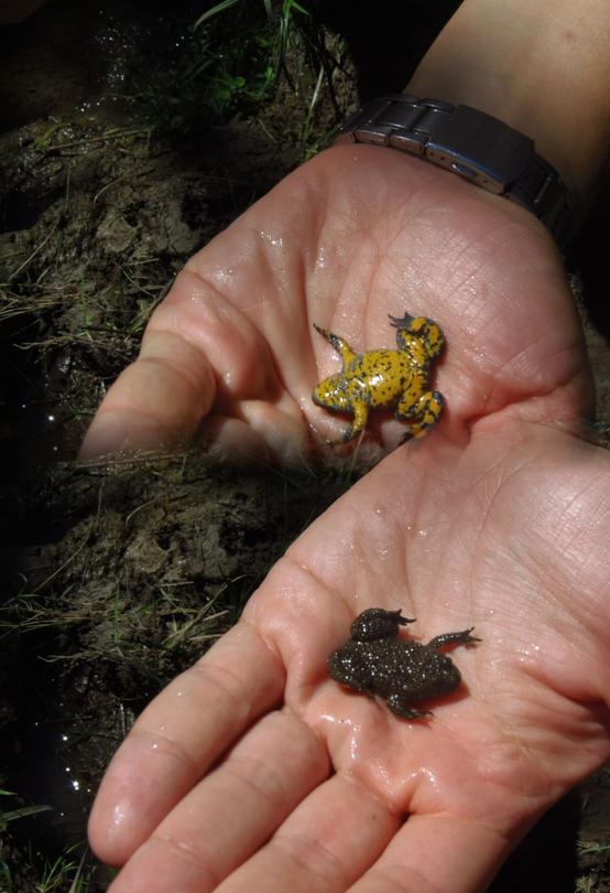 The new protected area “Alpine newt habitats in Ruy Planina” was declared - 3