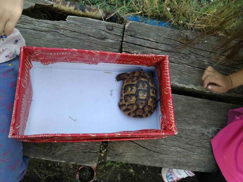 Деца спасиха костенурка от защитен вид - 01