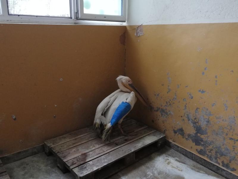 Оцелелият розов пеликан, намерен в с. Водно ранен, е опериран успешно - 01