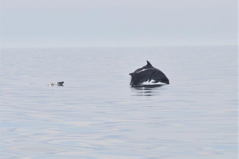 Намаляват случаите на мъртви делфини по българското крайбрежие на Черно море - 01