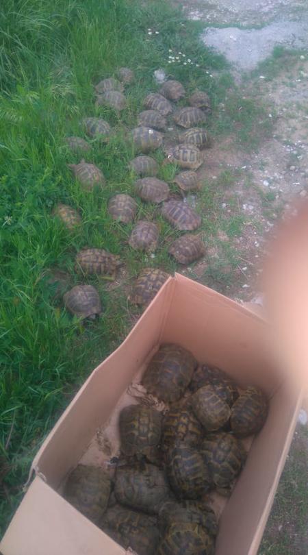 Експерти от РИОСВ - Хасково пуснаха в естествена среда 38 сухоземни костенурки - 01
