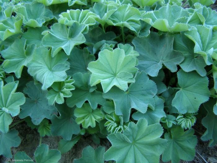 On June 24th we celebrate Medicinal Plants Day - 5