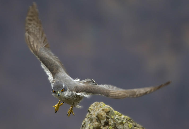 Central Balkan National Park celebrates 34 years since its establishment - 4