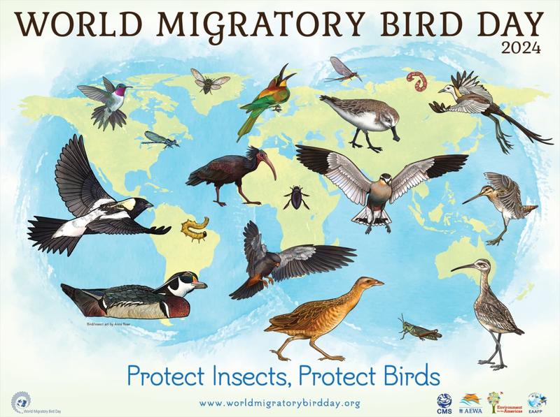 World Migration Bird Conservation Day - 01