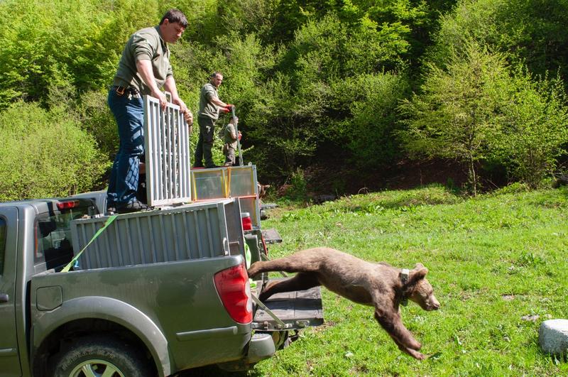 The bear cubs found in the Rhodopes were returned into the wild - 01