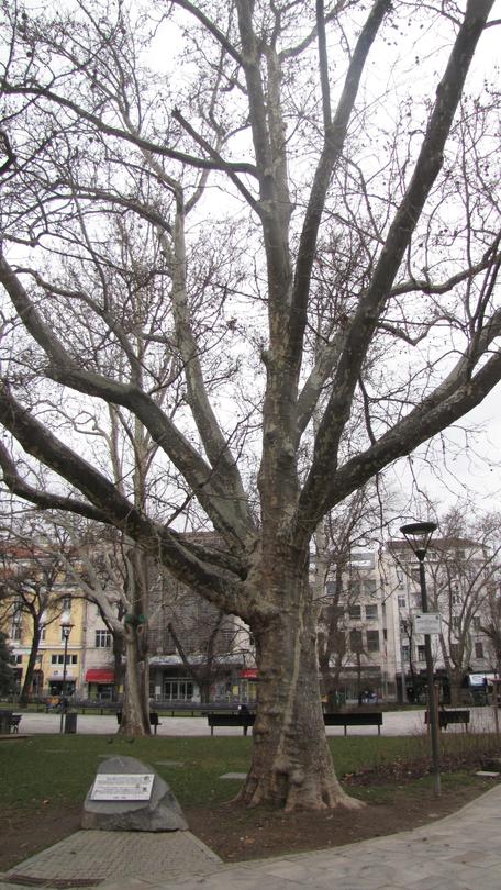 Three century-old plane trees in Sofia have been declared protected - 3
