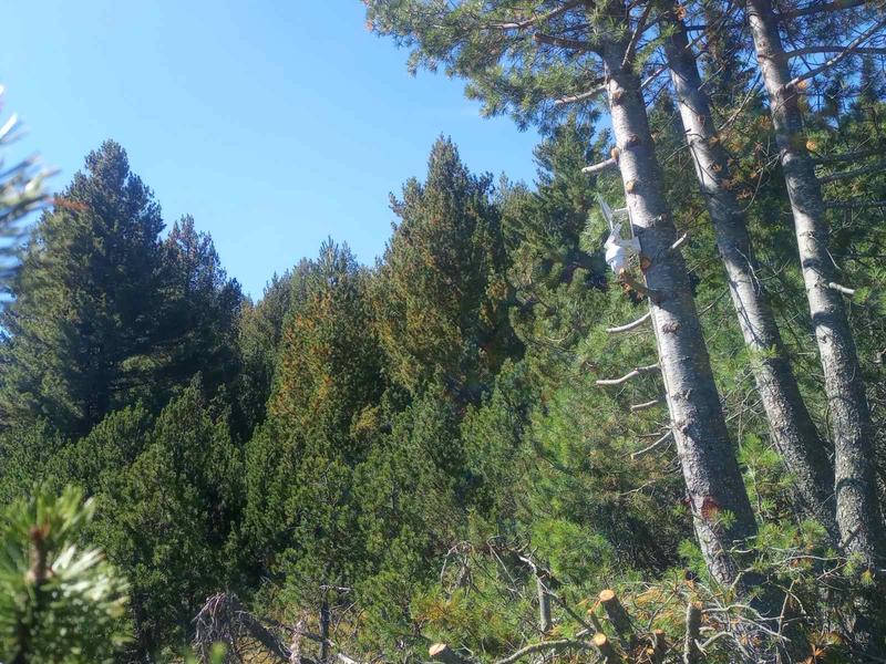 Национален парк „Рила“ и МВР с акция срещу незаконно подхранване на дива свиня - 2