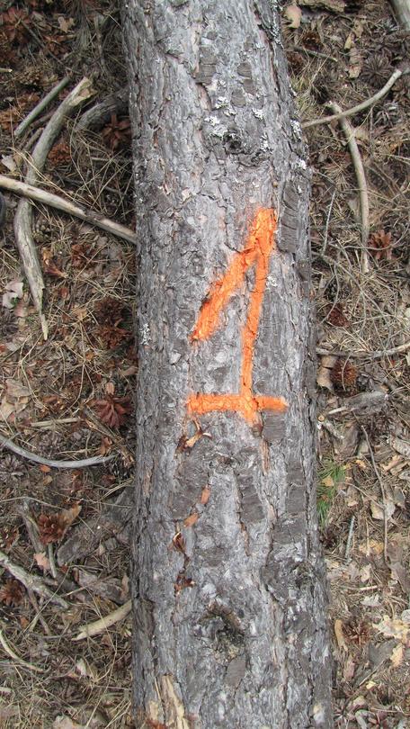 С феромонови уловители и с ловни дървета ДНП „Пирин“ води борба с корояда - 01