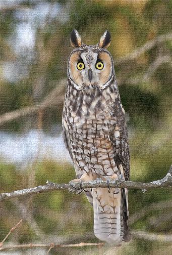 РИОСВ - Пловдив спаси бедстваща новоизлюпена сова - 01