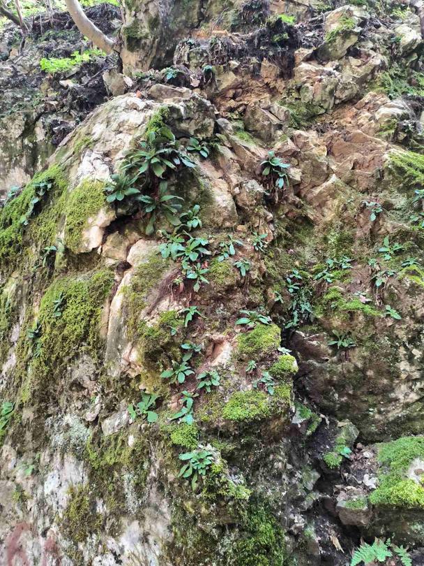 Minister Julian Popov issued an order banning activities that threaten the Rhodope Silivryak species in the territory of the village of Gornoslav, Asenovgrad - 5