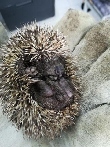 Деца спасяват изоставени таралежчета - 01