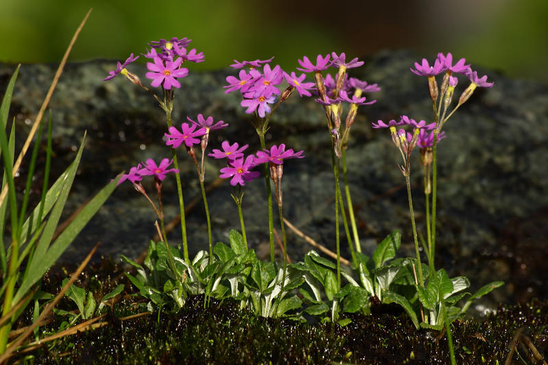 Central Balkan National Park celebrates 34 years since its establishment - 5