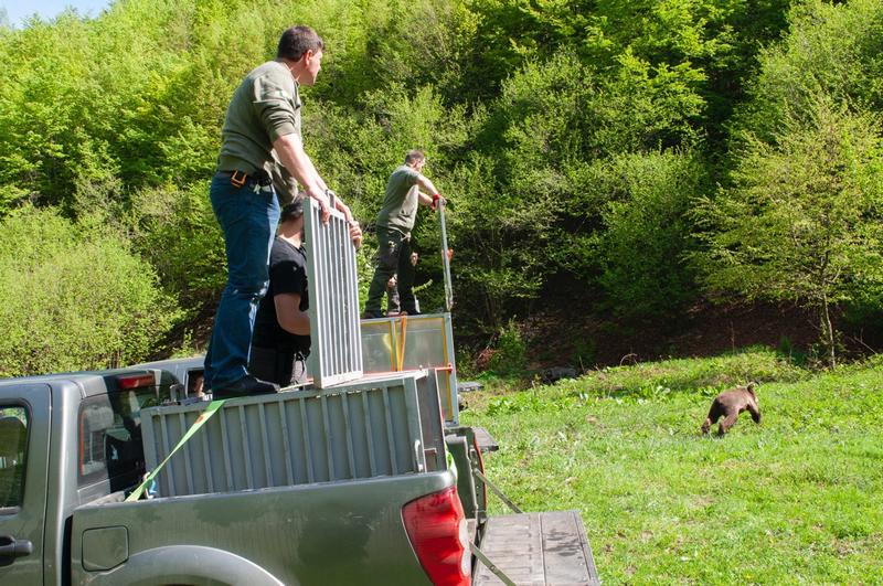 The bear cubs found in the Rhodopes were returned into the wild - 5