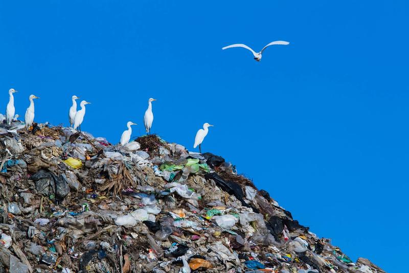Световния ден на Земята отбелязваме под надслов „Свят без замърсяване с пластмаси“ - 4