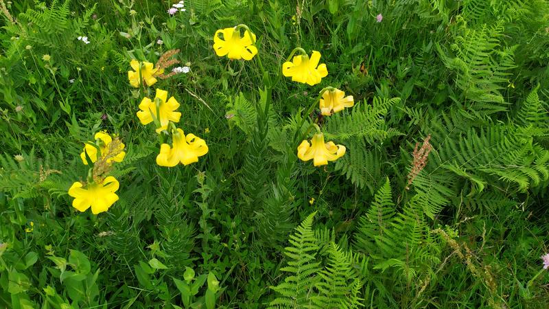 Две нови  защитени  територии опазват Родопски крем (Lilium rhodopaeum) и  уникално скално образувание на територията на РИОСВ - Смолян - 01