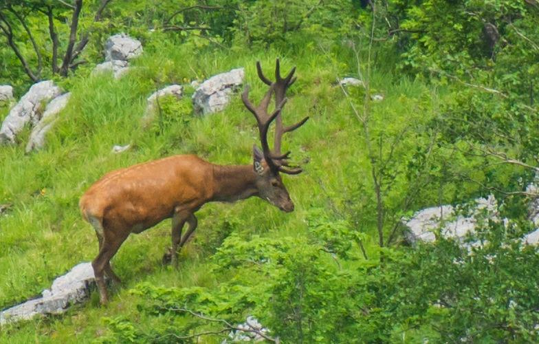 Today we mark 32 years National Park “Central Balkan” - 11