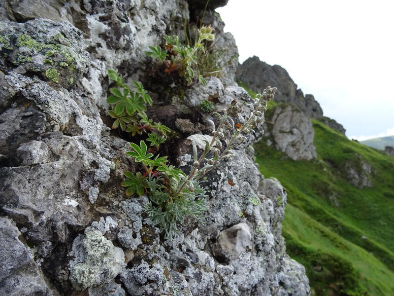 Находищата на жълта тинтява и скален пелин в НП „Централен Балкан“ са в добро състояние - 01