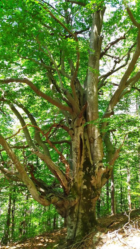 Три вековни дървета в Смолян и Харманли са обявени за защитени - 01