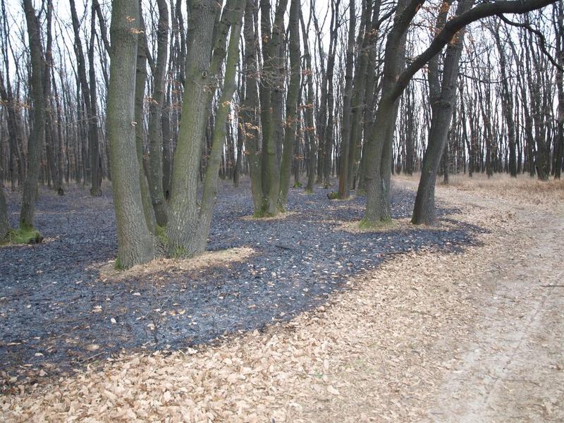 Пожар в защитена територия пощади вековни дървета - 01