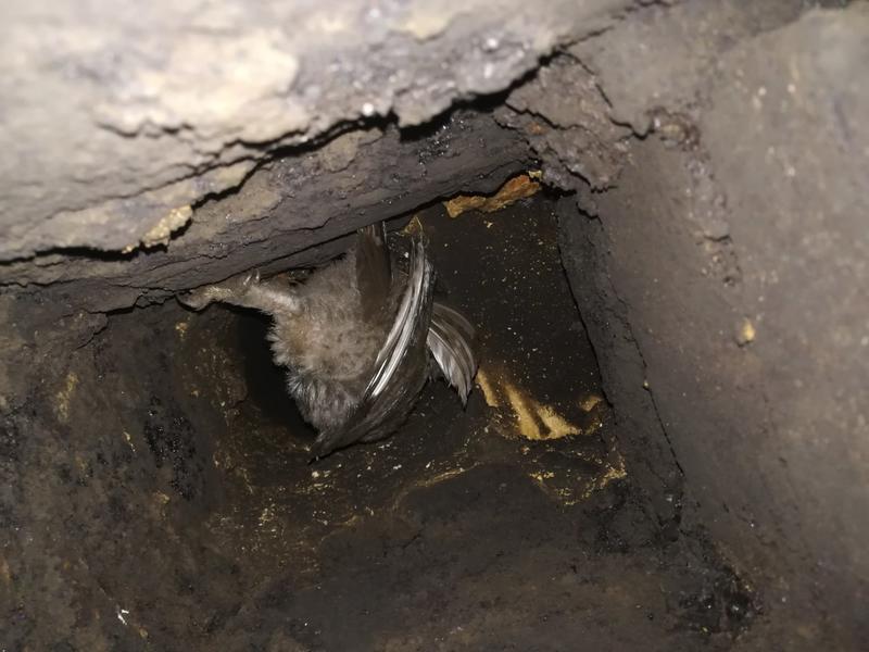 РИОСВ – София спаси защитен вид сова, заседнала в комин - 2