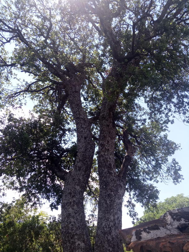 Вековно върво от вида пърнар - село Калиманци - 6