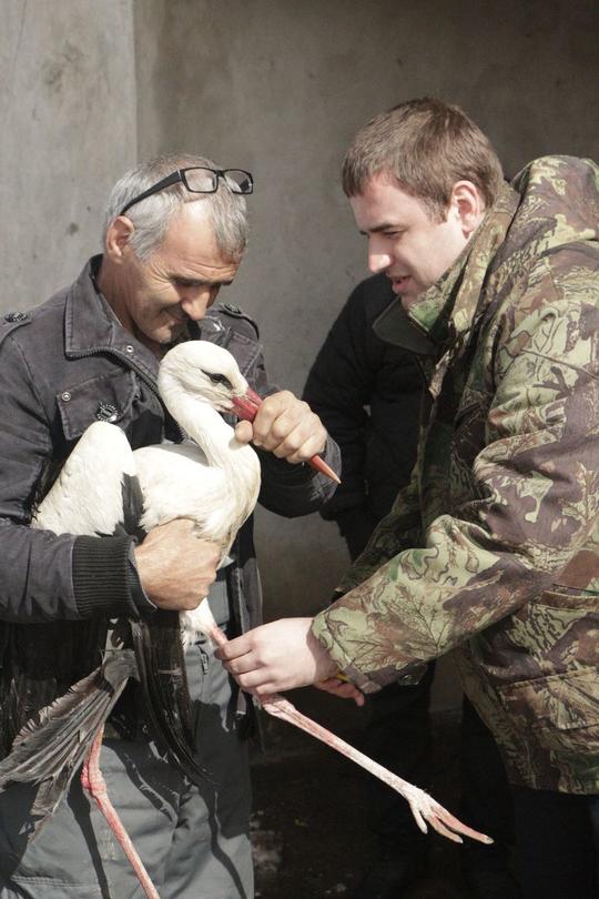 Пускане на щъркелите - 2