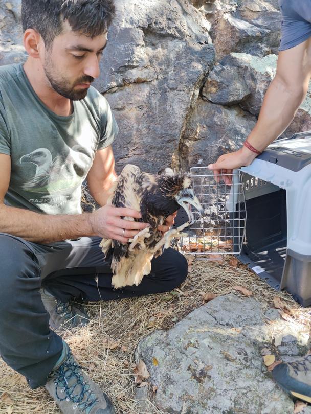 A young Egyptian vulture was rescued - 01