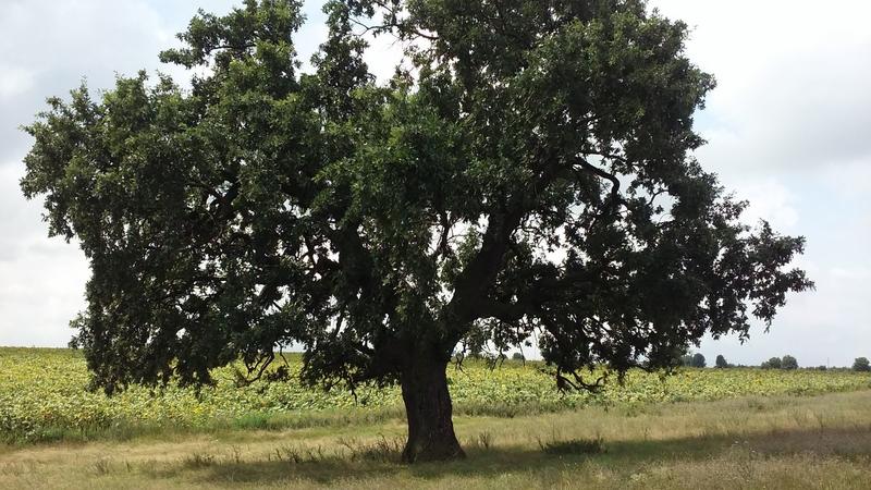 Експерти на РИОСВ – Русе оцениха вековни дървета в община Главиница - 01
