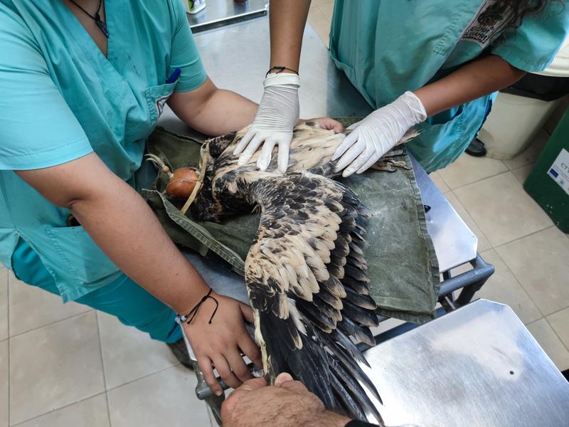 A young Egyptian vulture was rescued - 3