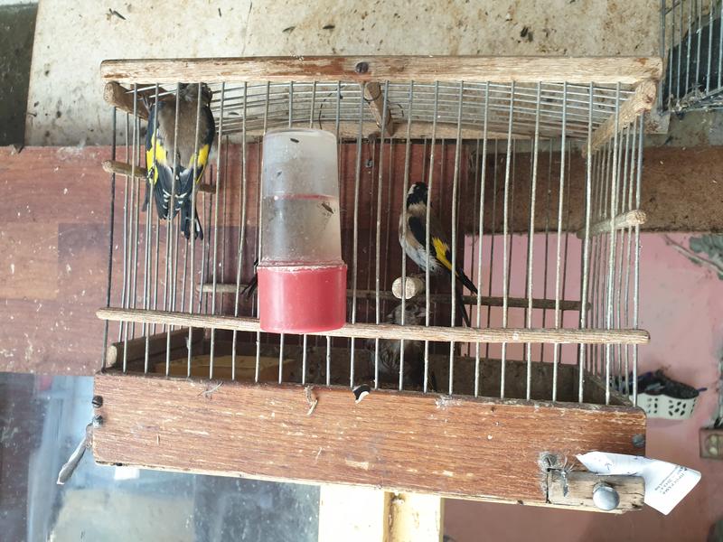 РИОСВ-Бургас установи незаконно притежание и отглеждане на птици от защитени видове - 3
