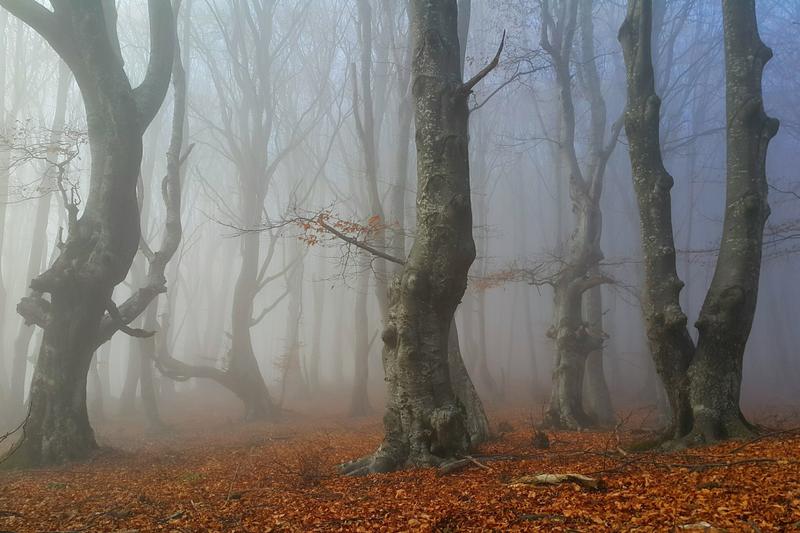 Today we mark 32 years National Park “Central Balkan” - 18