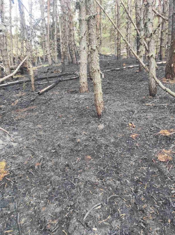 Firefighting continues for fifth day in Rila National Park - 3