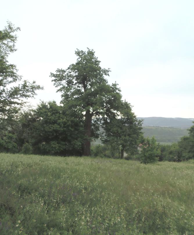 Minister Lichev declared a 300-year-old tree under protection - 2