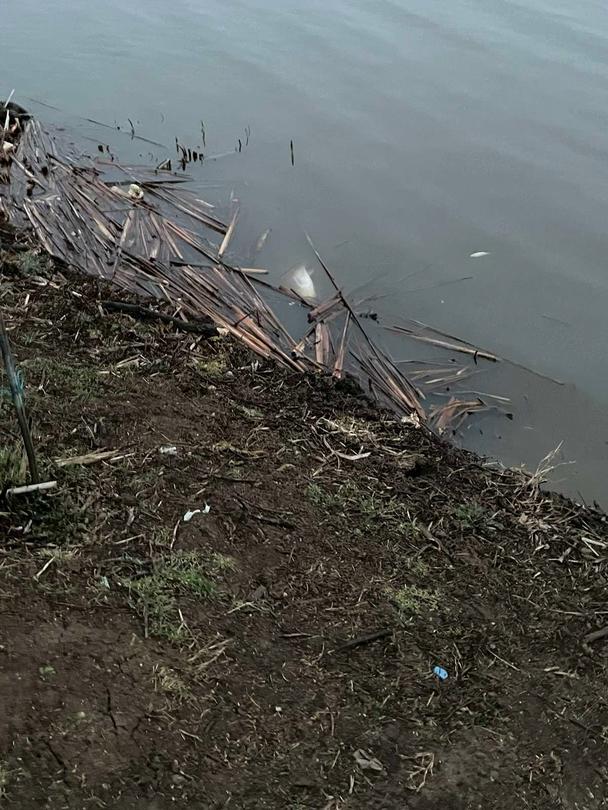 РИОСВ-Варна извърши проверка по сигнал за мъртва риба в язовир „Засмяно” - 6