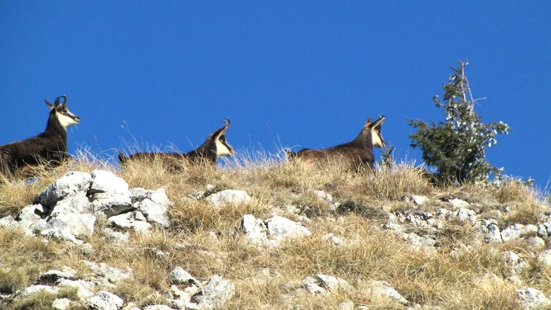 РИОСВ – Смолян започна преброяването на дивата балканска коза в Западните Родопи - 01